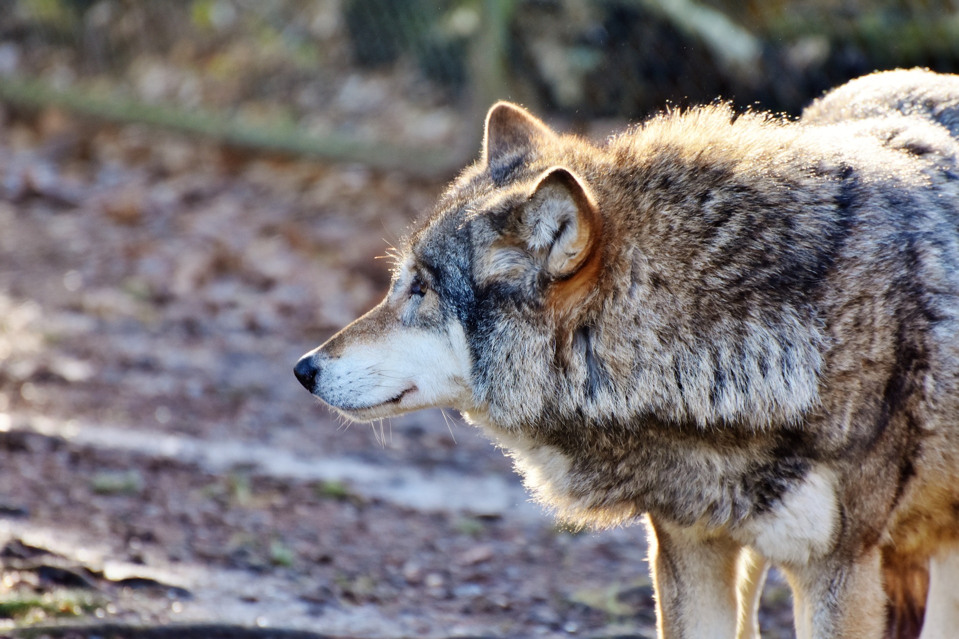 ワンナイト人狼の基本ルールと役職解説 元人狼廃人の人狼解説wikiっぽいブログ