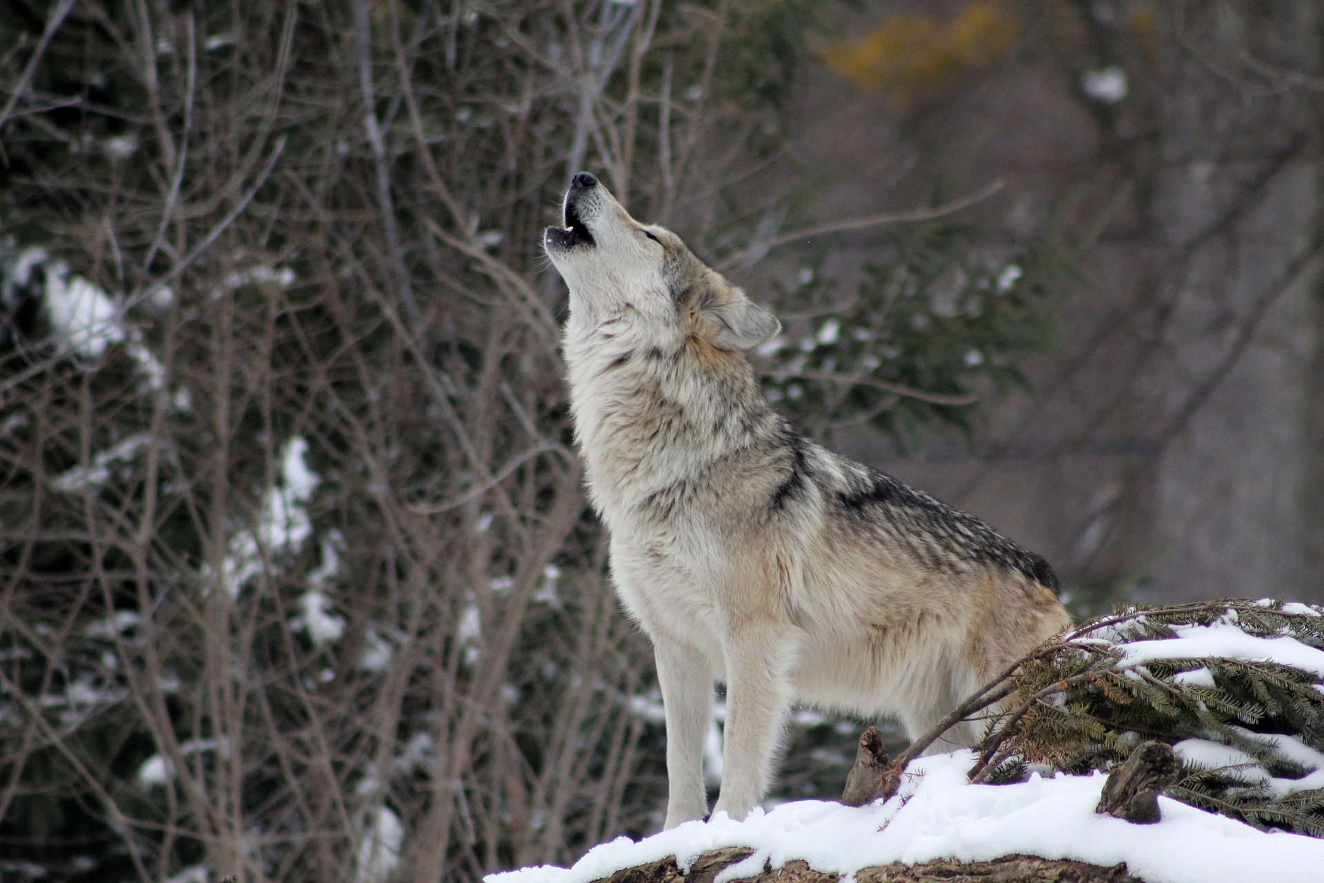 第３回実況者人狼に学ぶグレコン 元人狼廃人の人狼解説wikiっぽいブログ